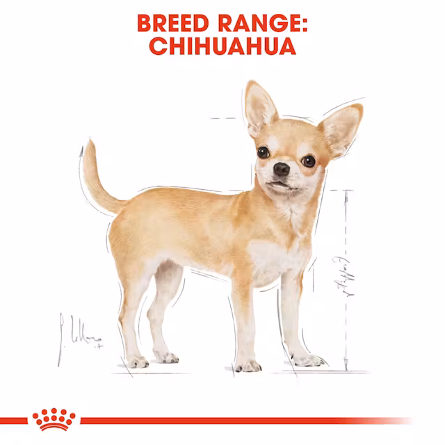 4 x POUCH CHIHUAHUA ADULT 85 GR. ALIMENTO HÚMEDO ROYAL CANIN - Imagen 4